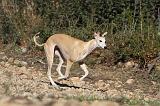 WHIPPET 126